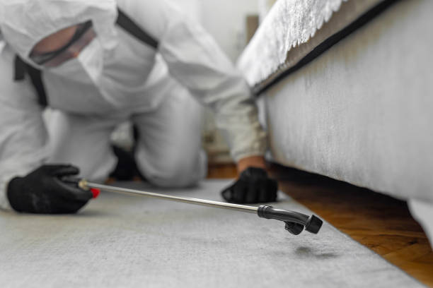 Professional Bed Bug Control technician working in Balch Springs, TX