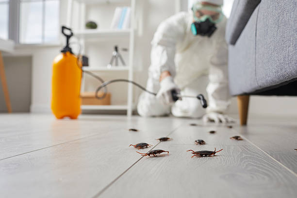 Trusted Cockroach Control service in Balch Springs, TX - Nex Pest Control